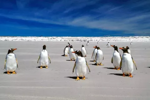 Gentoo penguins at Volunteer Point, Eastern Falkland