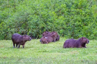 Capybara (Hydrochoerus hydrochaeris) in Gamboa