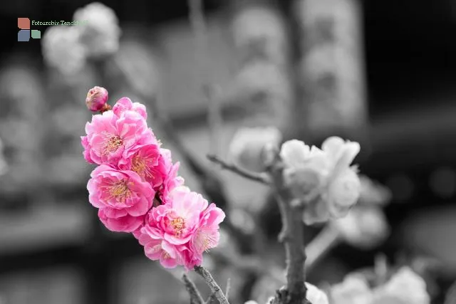 Kirschblüte in Kyoto, Japan