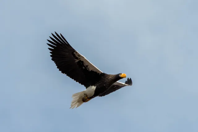 Steller's Sea Eagle on Hokkaido