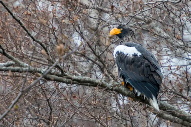 Steller's Sea Eagle on Hokkaido