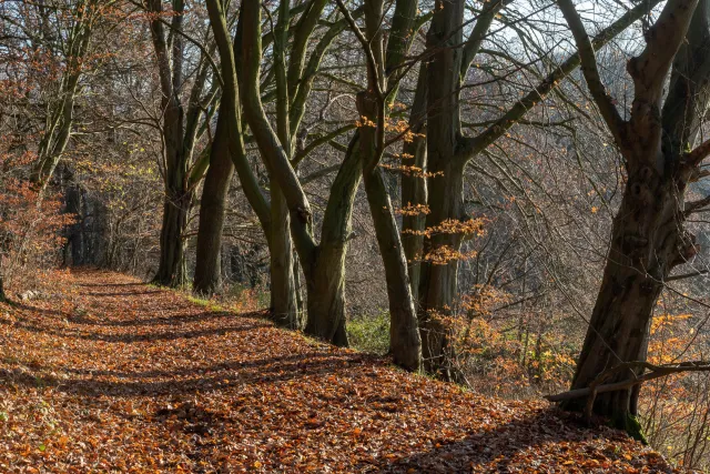 Mächtige Buchenwälder an den Wegen im Hanfbachtal