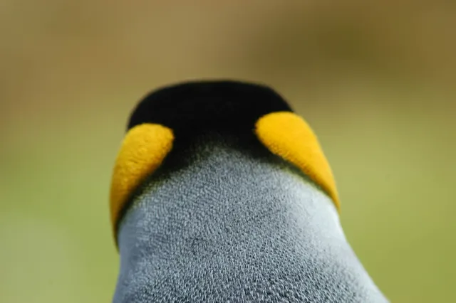 King penguin at Volunteerpoint, east island of the Falklands