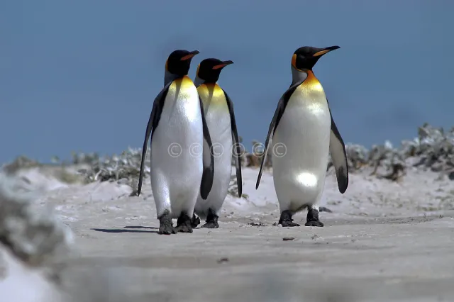 King penguin at Volunteerpoint, east island of the Falklands