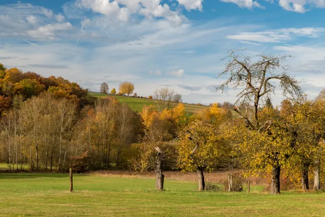 Obstbäume im Hanfbachtal