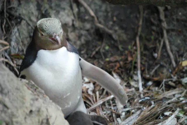 Yellow-eyed penguins in Omaru, New Zealand