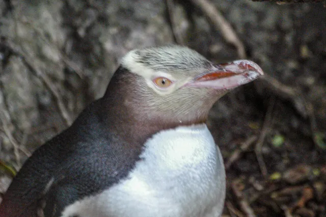 Yellow-eyed penguins in Omaru, New Zealand