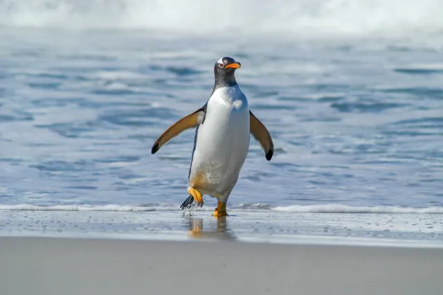 Gentoo penguins at Volunteer Point, Eastern Falkland