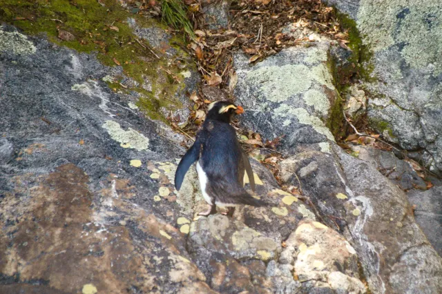 Dickschnabelpinguine auf der Südinsel von Neuseeland