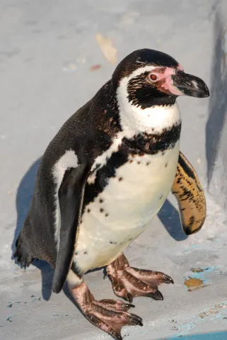 Humboldtpinguin (Mit freundlicher Genehmigung des Kölner Zoos)