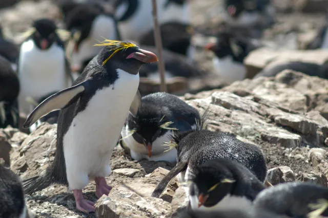 Macaroni Penguin on Pebble Island