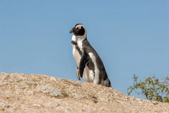 Brillenpinguine am "Boulders Beach" in Südafrika