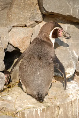 Humboldtpinguin (Mit freundlicher Genehmigung des Kölner Zoos)