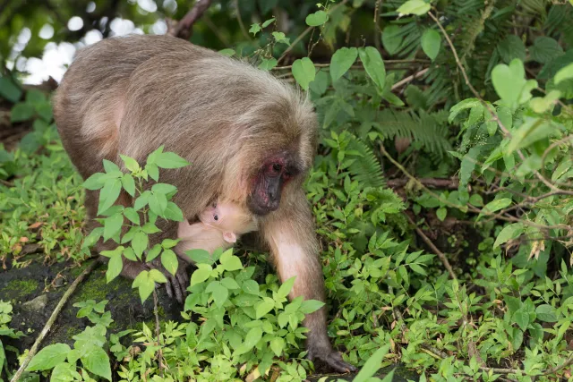 Macaque family with cub