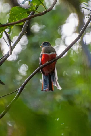 Bar-tailed trogon in the Boquete jungle, Panama