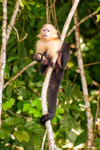 Panama-Kapuzineraffe am Panamakanal