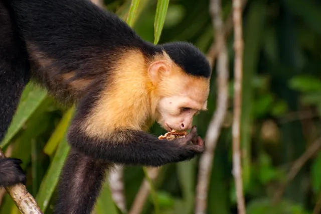 Panamanian white-faced capuchin on the Panama Canal