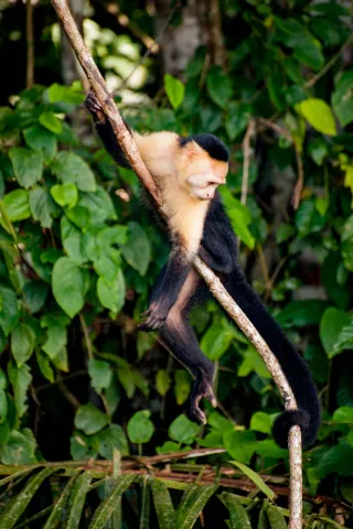 Panama-Kapuzineraffe am Panamakanal