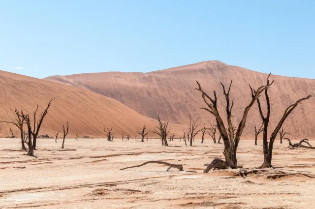 Tote Kameldornbäume im Deadvlei