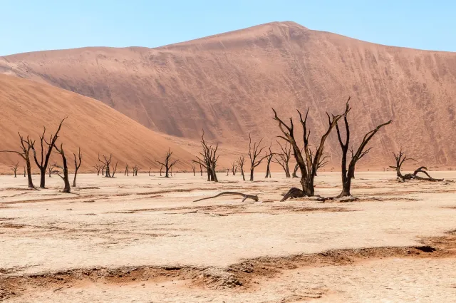 Tote Kameldornbäume im Deadvlei