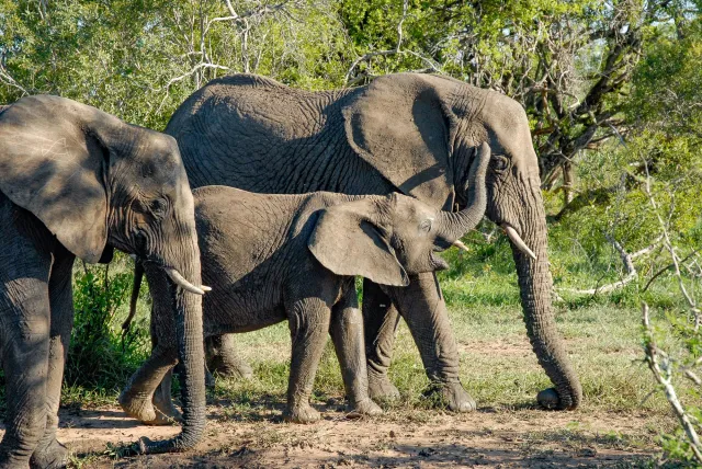 Elephants in Swaziland