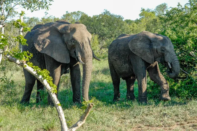 Elephants in Swaziland