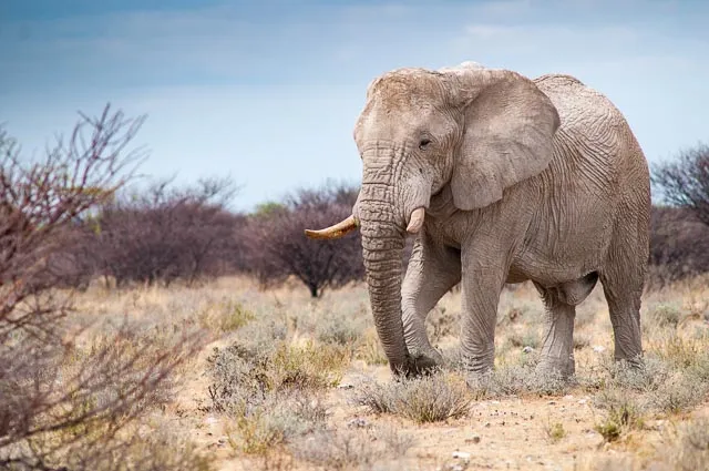 Elefanten in Namibia