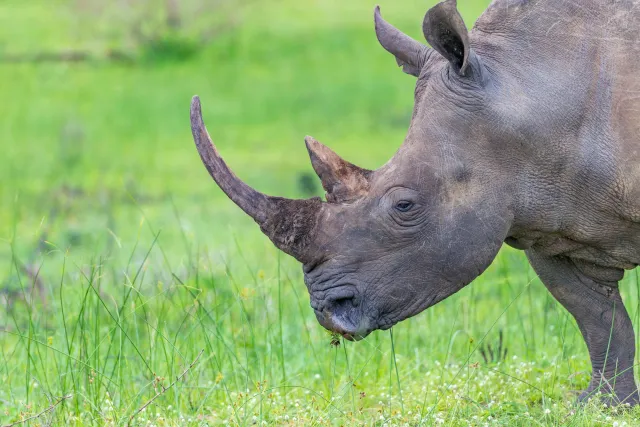 White rhinos in South Africa