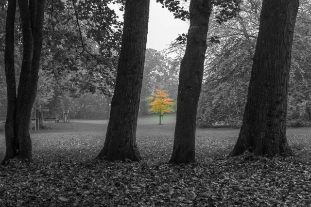 A maple tree in the palace gardens of Husum