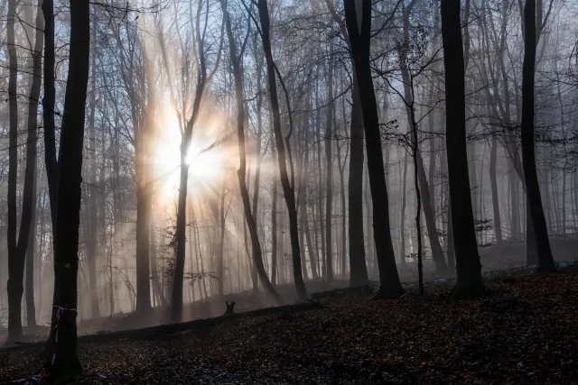 Sonne und Nebel im Buchenwald