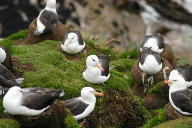 Schwarzbrauenalbatrosse auf den Falklands