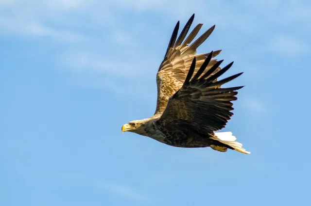 Seeadler auf den Lofoten