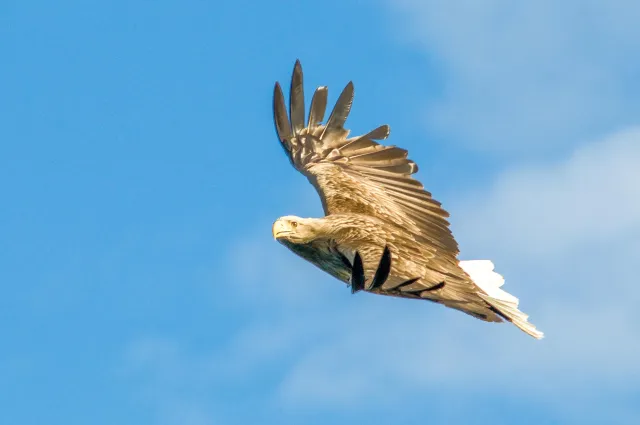 Seeadler auf den Lofoten