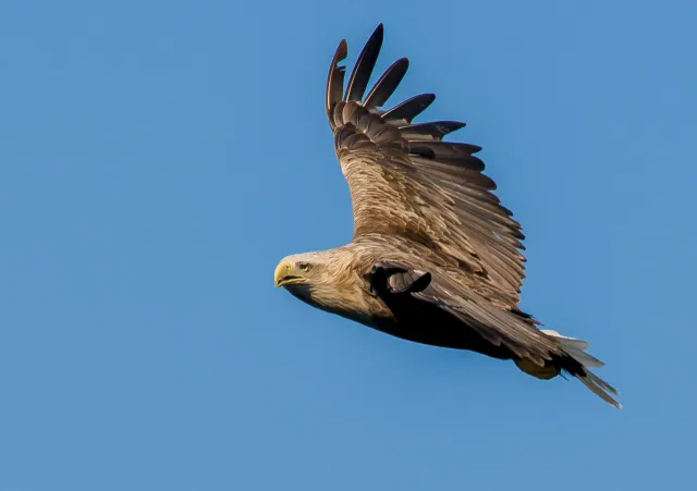 Seeadler auf den Lofoten