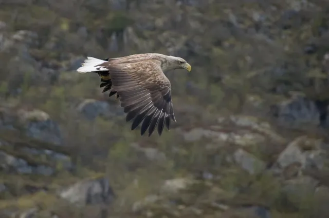 Seeadler auf den Lofoten