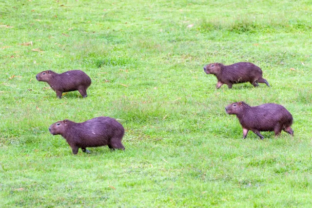 Capybara (Hydrochoerus hydrochaeris) in Gamboa