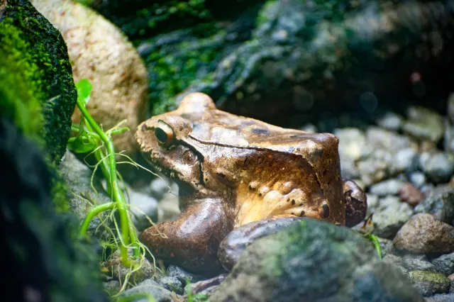 Sapo Coral oder Smokey Jungle Frog (Leptodactylus savagei)