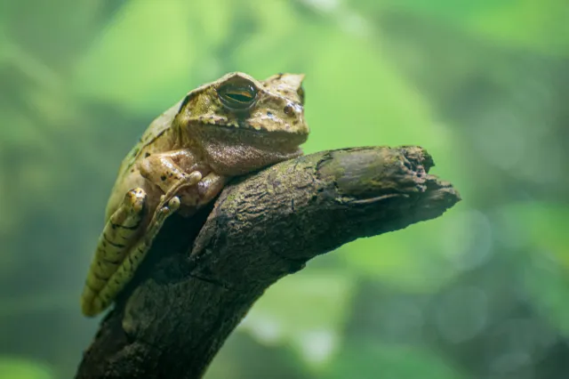 Rana Cornuda Marsupial oder Horned Marsupial Frog (Gastrotheca cornula)