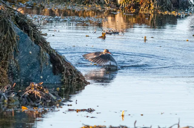 Redshank in "Action"