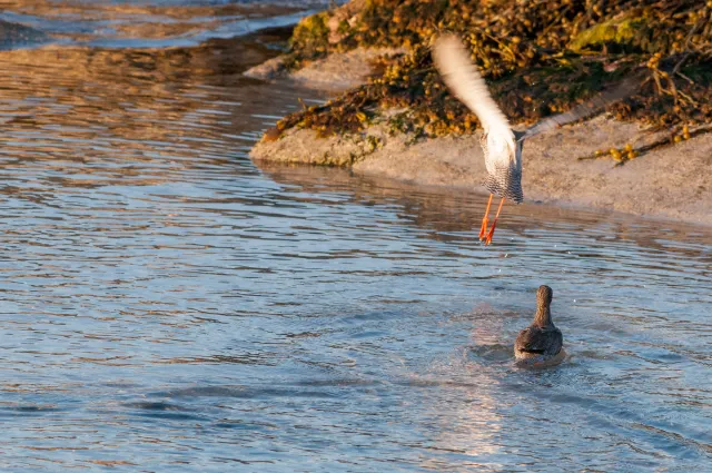 Redshank in "Action"