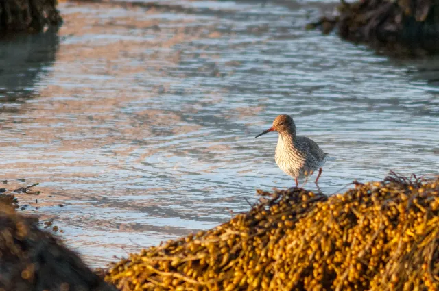 Redshank in Lofoten