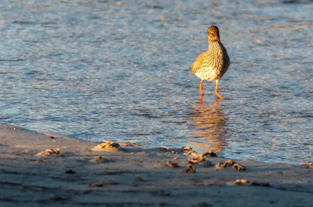 Redshank in Lofoten