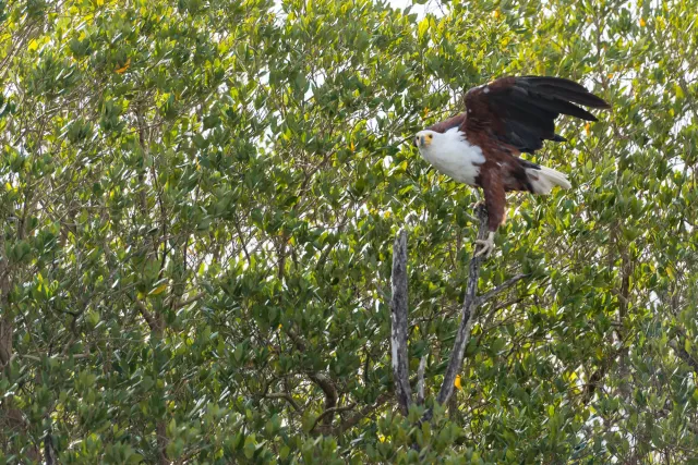 Afrikanische Schreiseeadler (Haliaeetus vocifer)