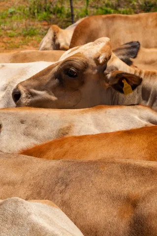 The cattle of the farm