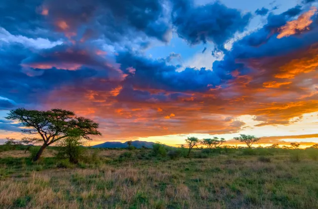 Sunset in the savannah