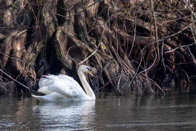 Schwan vor einer mächtigen Wurzel