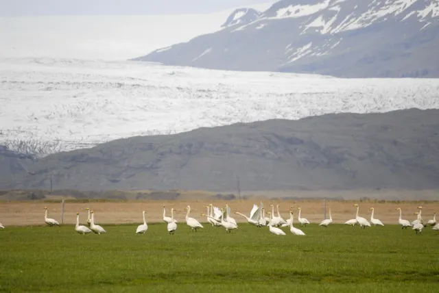 Whooper swans in Iceland