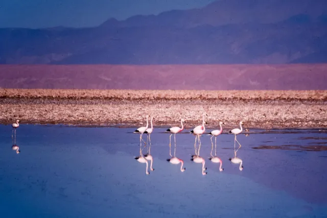 Andean flamingos in the Salar de Atacama