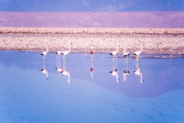 Andenflamingos im Salar de Atacama