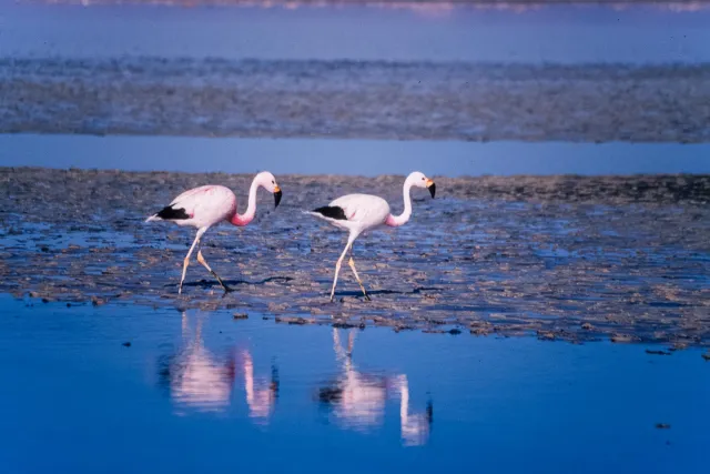 Andean flamingos in the Salar de Atacama